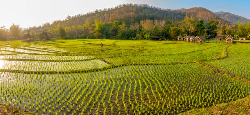 Luang Prabang - Terrassenfelder mit Reisanbau auf dem Lande - ©Piyanat - stock.adobe.com