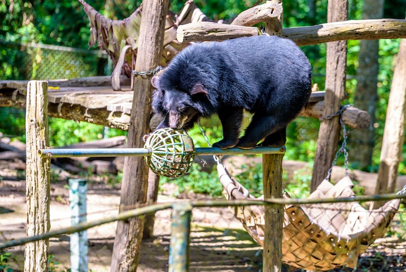 Tat Kuang Si Bear Rescue Centre bei Luang Prabang - ein junger asiatischer Schwarzbär spielt in dem Kletterparcour - ©Mark - stock.adobe.com