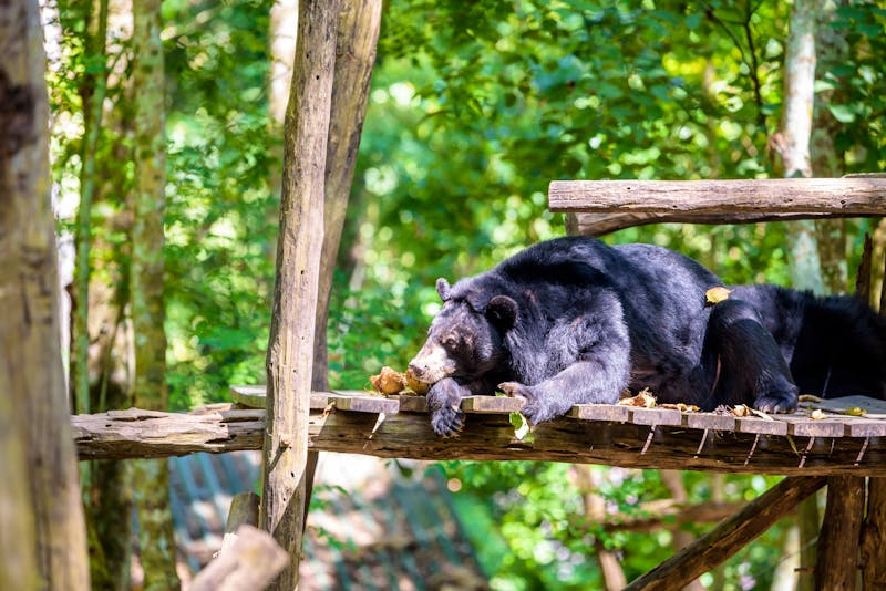 Tat Kuang Si Bear Rescue Centre bei Luang Prabang - ein junger asiatischer Schwarzbär sonnt sich - ©Mark - stock.adobe.com