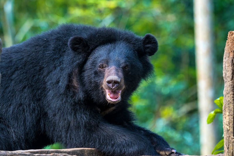 Ein asiatischer Schwarzbär im Tat Kuang Si Bear Rescue Centre bei Luang Prabang - ©rudiernst - stock.adobe.com