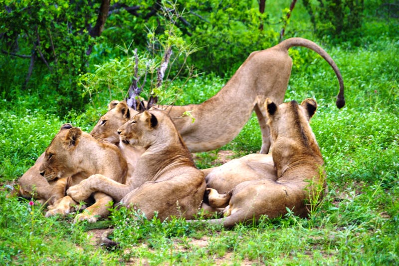 Pirschfahrt im Timbavati Naturreservat - Löwenfamilie - ©Annett Müller - Eberhardt TRAVEL