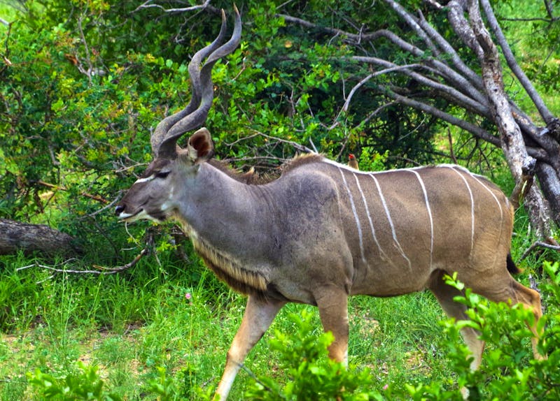 Pirschfahrt im Timbavati Naturreservat - Kudubock - ©Annett Müller - Eberhardt TRAVEL