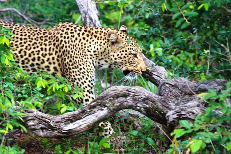Pirschfahrt im Timbavati Naturreservat - Leopard - ©Annett Müller - Eberhardt TRAVEL