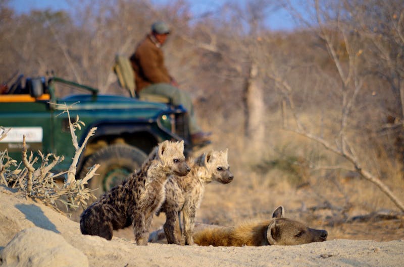 Safari im Timbavati Game Reserve - Tüpfelhyänen  - ©Annett Müller - Eberhardt TRAVEL