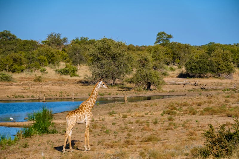 Giraffe im Klaserie Private Nature Reserve - ©Fokke Baarssen - stock.adobe.com