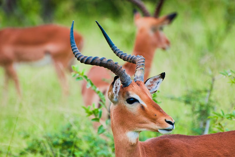 Impalas im Klaserie Private Nature Reserve - Greater Kruger Nationalpark - ©Amy - stock.adobe.com