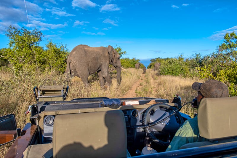 Safaritour im Klaserie Private Nature Reserve - Greater Kruger Nationalpark - ©Fokke Baarssen - stock.adobe.com