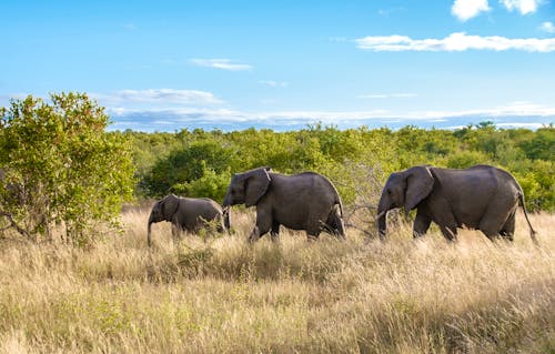 Elefanten im Klaserie Private Nature Reserve - Greater Kruger Nationalpark &ndash; &copy; Fokke Baarssen - stock.adobe.com