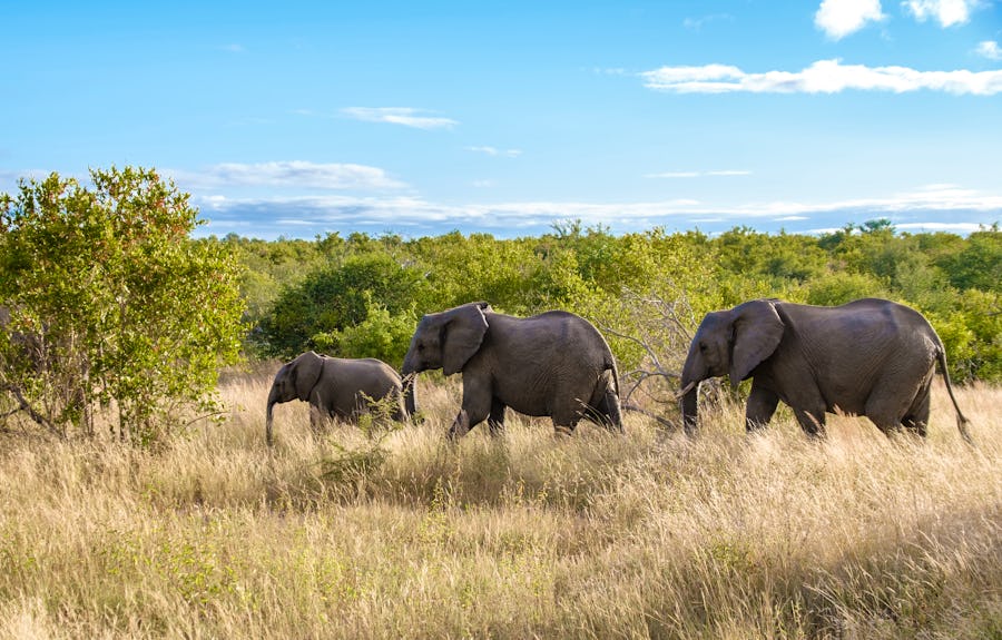 Elefanten im Klaserie Private Nature Reserve - Greater Kruger Nationalpark – © Fokke Baarssen - stock.adobe.com