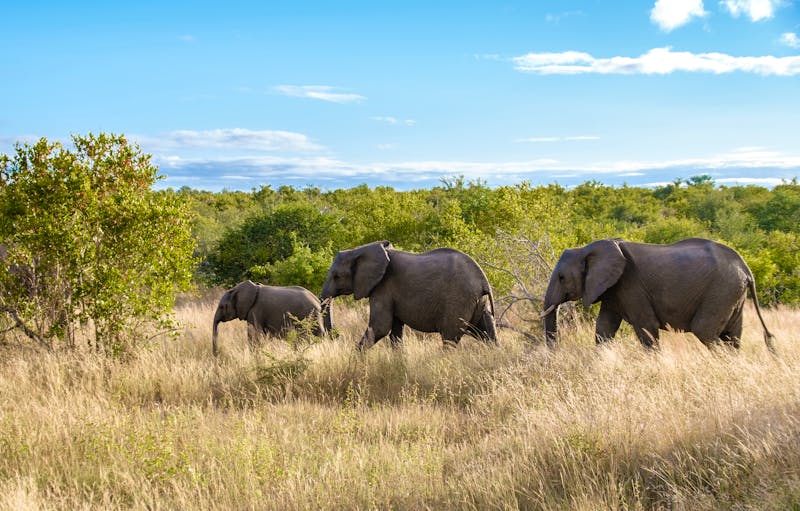 Elefanten im Klaserie Private Nature Reserve - Greater Kruger Nationalpark - ©Fokke Baarssen - stock.adobe.com