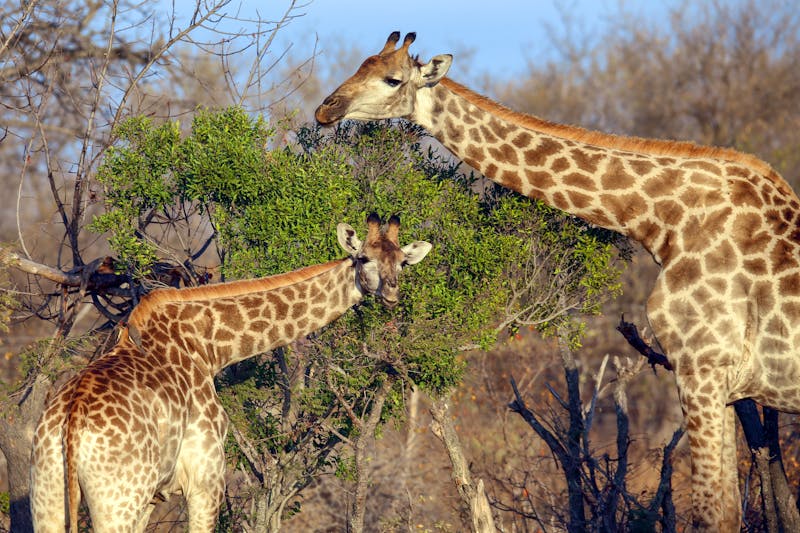 Pirschfahrt im Klaserie Naturreservat in Südafrika - Giraffen - ©paulfell - stock.adobe.com