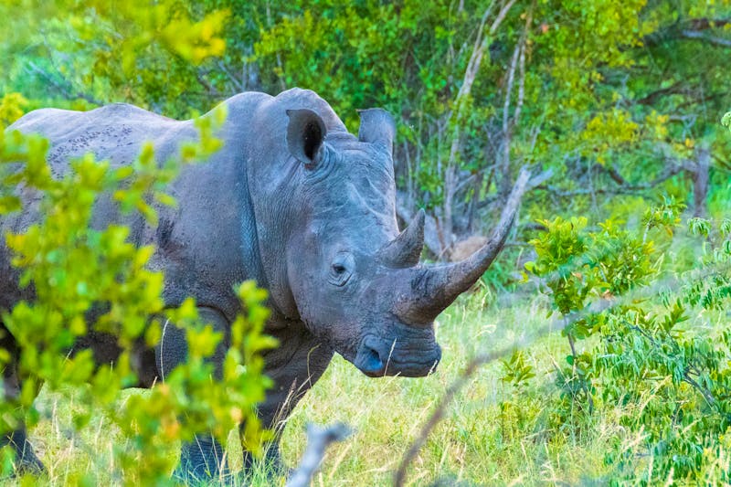 Pirschfahrt im Klaserie Naturreservat in Südafrika - Nashorn - ©Norbert Baum - stock.adobe.com