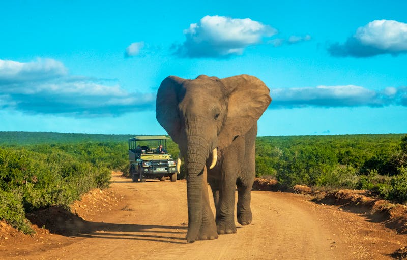 Pirschfahrt im Addo Elephant Nationalpark in Südafrika - ©Adrian - stock.adobe.com