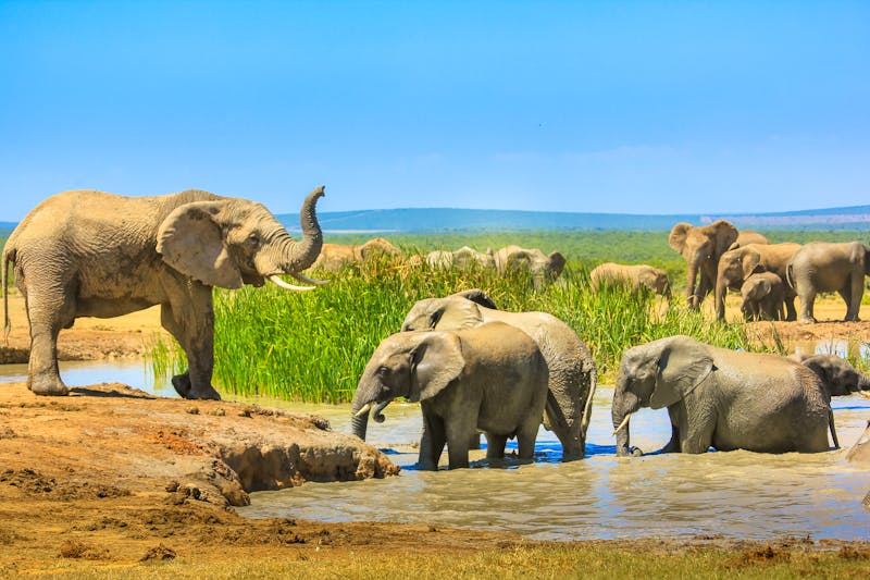 Elefanten im Addo Elephant Park in Südafrika - ©bennymarty - stock.adobe.com