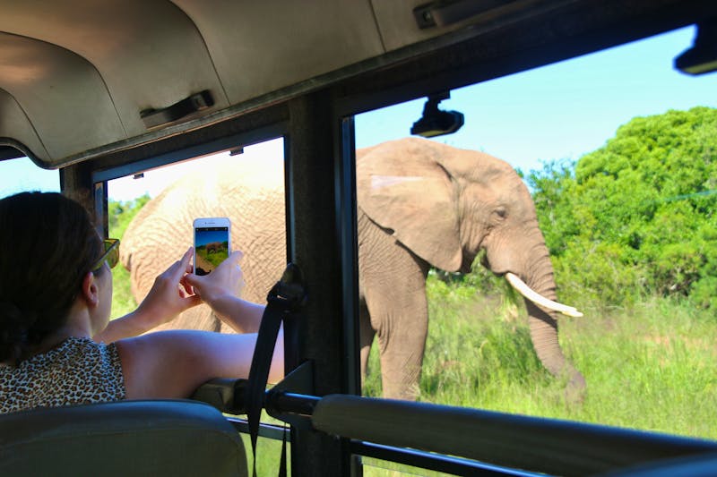 Pirschfahrt im Addo Elephant Nationalpark in Südafrika - ©utamaria - stock.adobe.com
