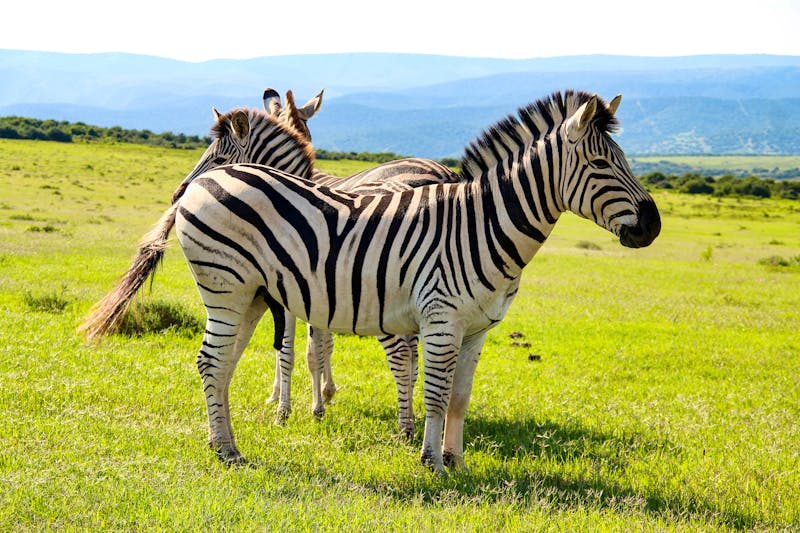 Zebras im Addo Elephant Nationalpark in Südafrika - ©evenfh - stock.adobe.com