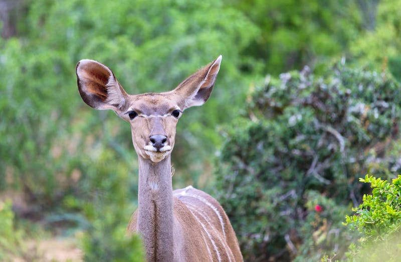 Kudu im Addo Elephant Nationalpark in Südafrika - ©Childa - stock.adobe.com