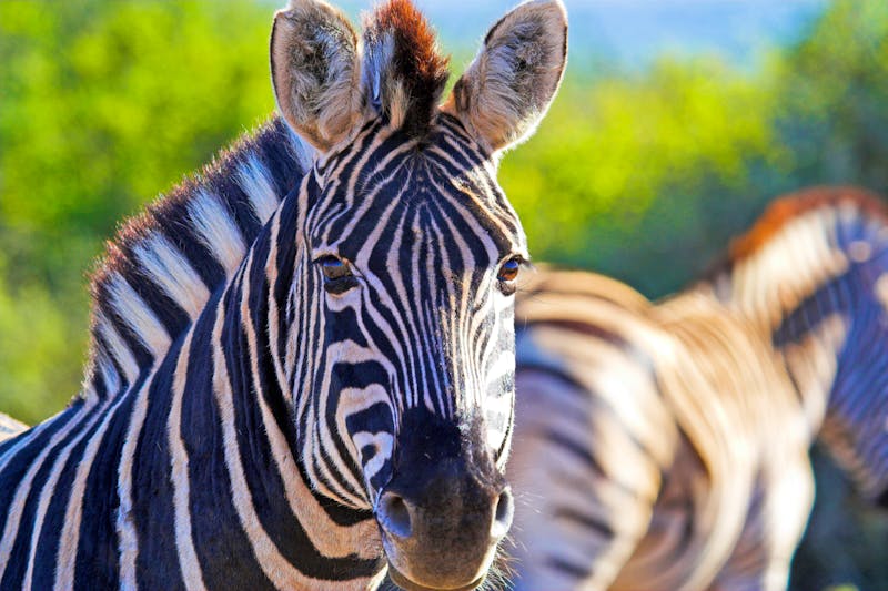 Zebras im Addo Elephant Nationalpark in Südafrika - ©Designpics - stock.adobe.com