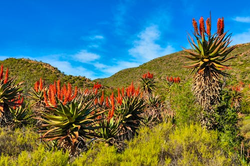 Blühende Berglandschaft bei Oudtshoorn &ndash; &copy; majonit - stock.adobe.com
