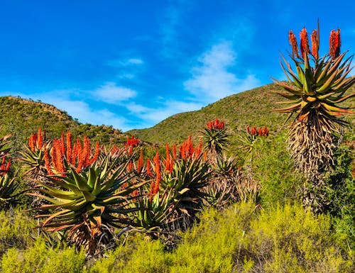 Blühende Berglandschaft bei Oudtshoorn – © majonit - stock.adobe.com