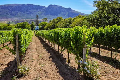 Weinanbau im Constantia Valley bei Kapstadt &ndash; &copy; Salty|snow Photography/Wirestock - stock.adobe.com