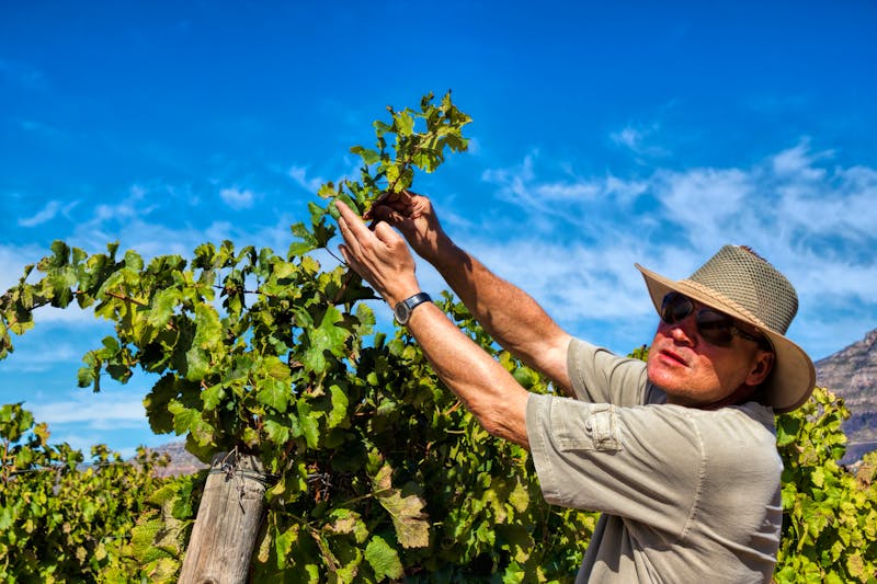 Weinbauer in Südafrika - ©ArTo - stock.adobe.com