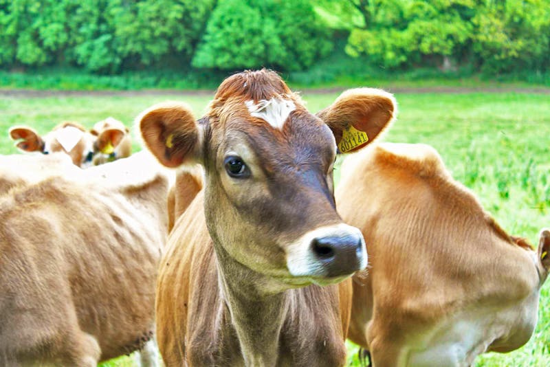 Die hübschen Jersey Kühe - ©Tessa Gäbler - Eberhardt TRAVEL