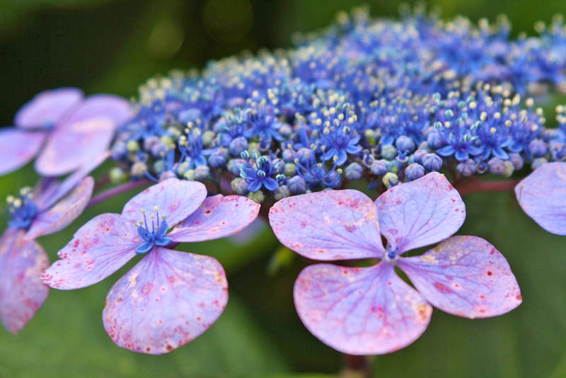 Tellerhortensie auf Jersey - ©Anna Stiebing - Eberhardt TRAVEL