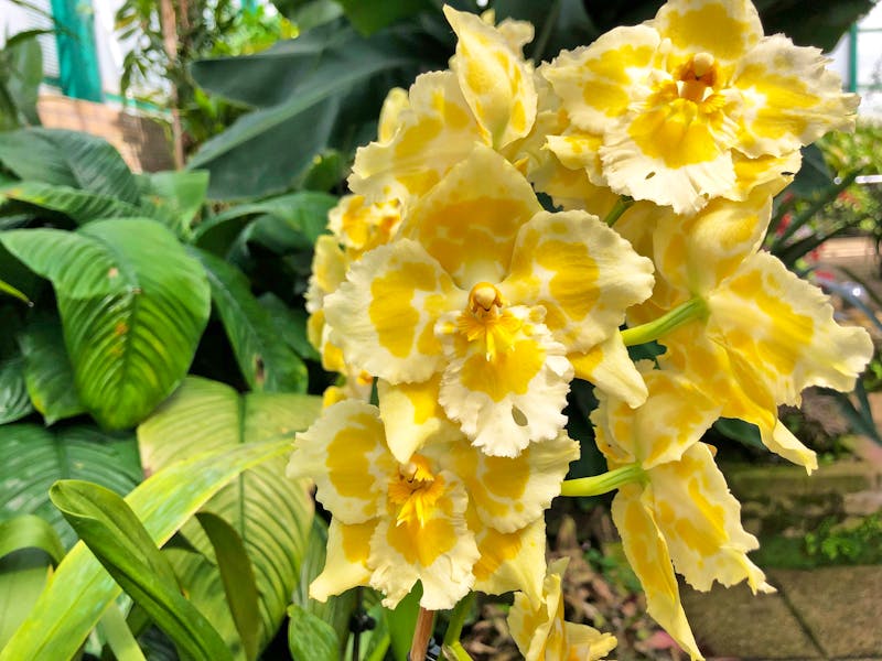 Orchideen auf der Kanalinsel Jersey - ©Sten Bernhardt - Eberhardt TRAVEL