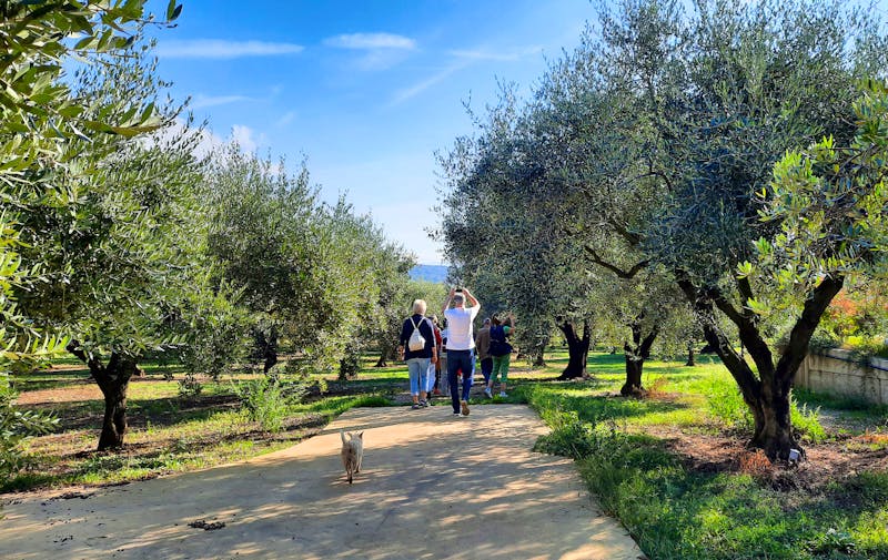 Besuch einer Olivenöl-Farm in Kalabrien - ©Franziska Bergmann - Eberhardt TRAVEL