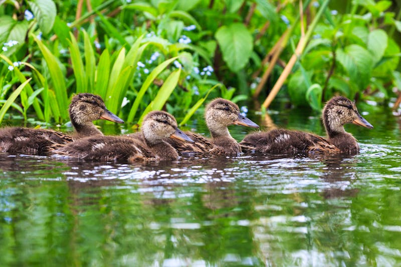 Entenfamilie auf dem Fluss Krutynia in Masuren - ©Ralf - stock.adobe.com
