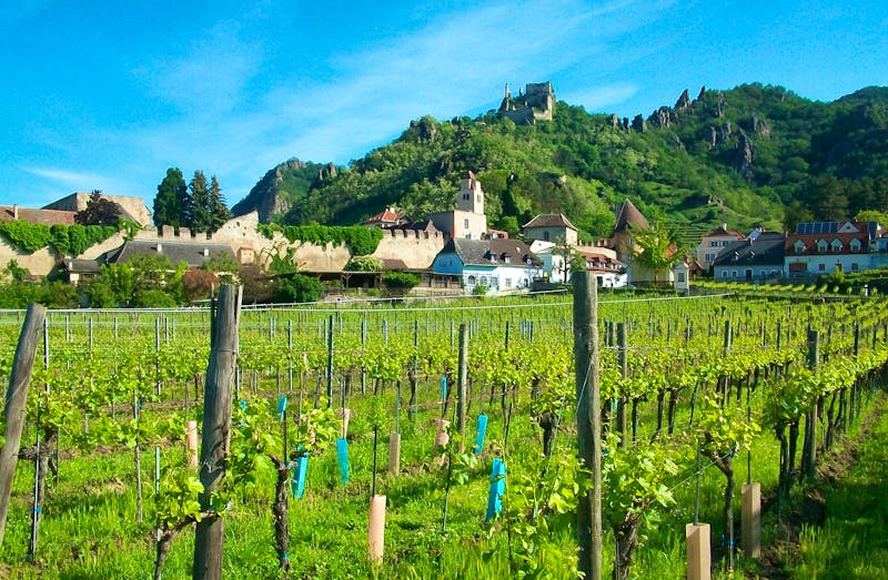 Weinanbau in Dürnstein in der Wachau - ©Mandy Rabe - Eberhardt TRAVEL