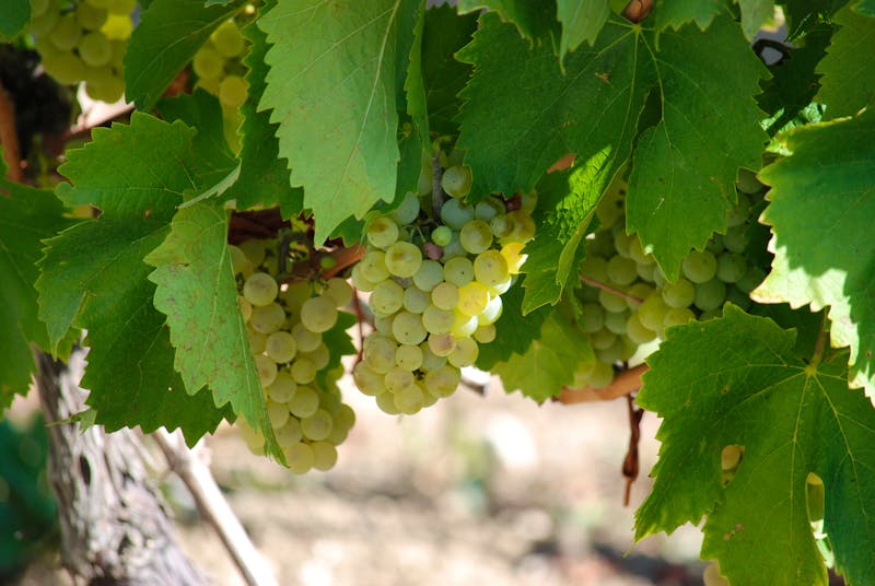 Weinanbau in Istrien  - ©hahilinchen - stock.adobe.com