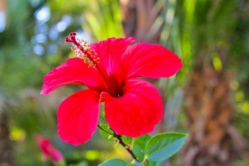 Botanischer Garten auf der Kitchener Insel in Assuan - ©Kristin Weigel - Eberhardt TRAVEL