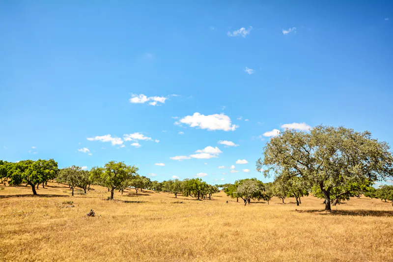 Korkeichen bei Beja in der Region Alentejo - &copy;ah_fotobox - stock.adobe.com