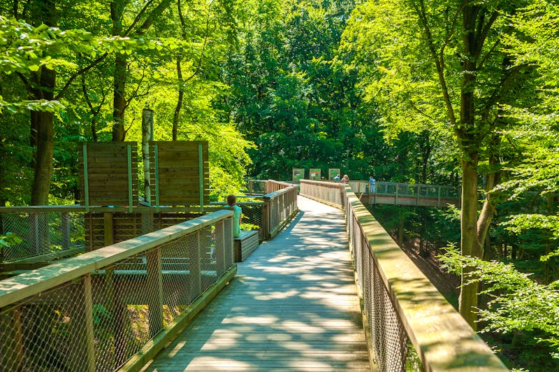 Baumwipfelpfad in Prora auf der Insel Rügen - ©Copyright  Jürgen Wackenhut  Alle Rechte vorbehalten