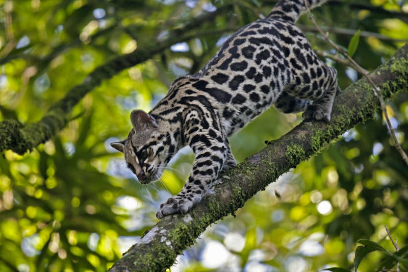 Ozelot in Costa Rica - ©Michael Stifter - stock.adobe.com