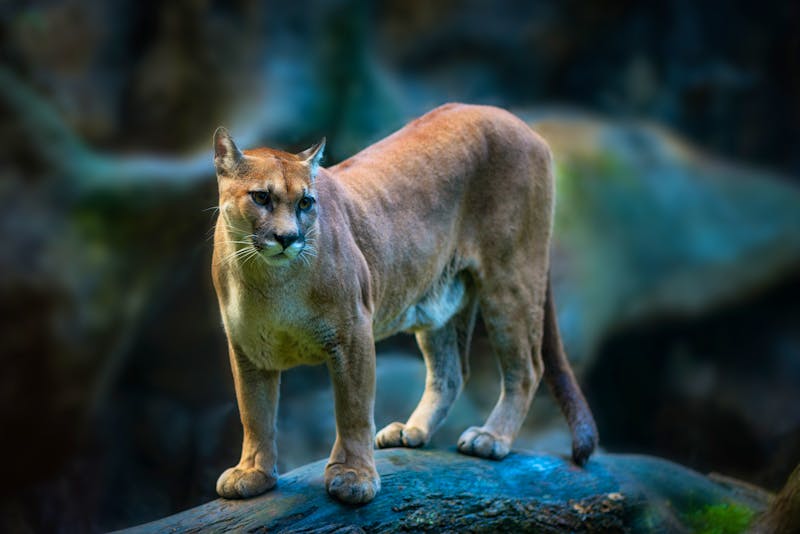 Puma in Costa Rica - ©Maricel - stock.adobe.com