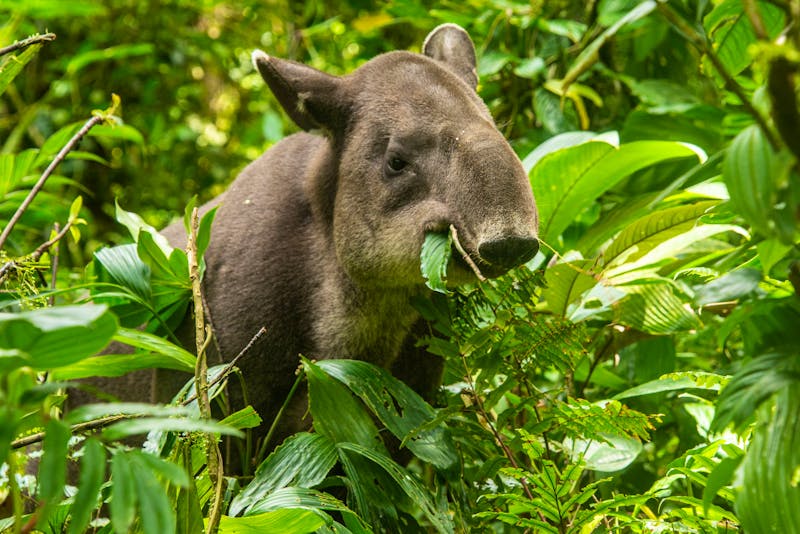 Tapir in Costa Rica - ©raquelmogado - stock.adobe.com