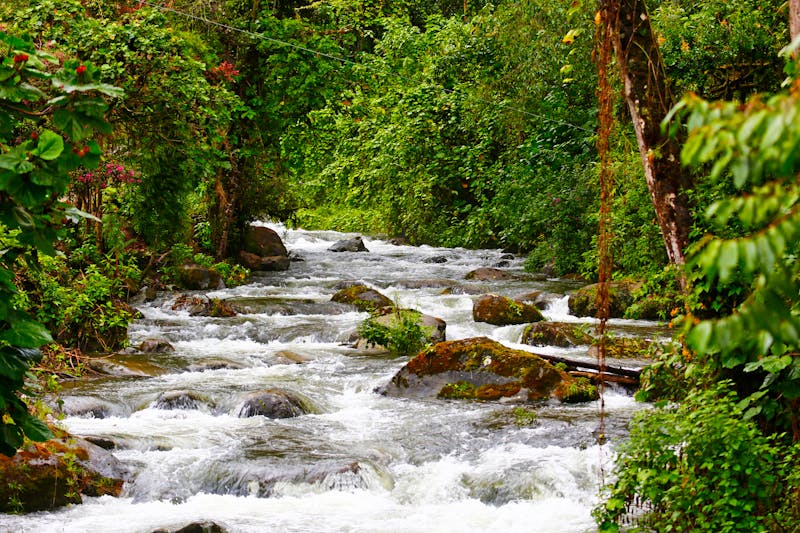 Fluss Savegre in Costa Rica - ©Jenny Grewal - stock.adobe.com