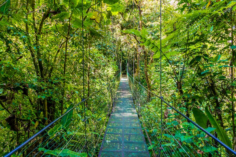 Hängebrücke im Regenwald von Monteverde in Costa Rica - ©Nicola - stock.adobe.com