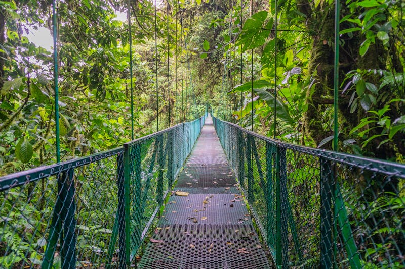 Hängebrücke im Regenwald von Monteverde in Costa Rica - ©Dominik - stock.adobe.com
