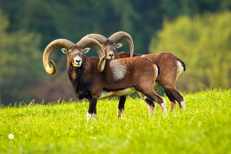 Mufflons - ©WildMedia - stock.adobe.com