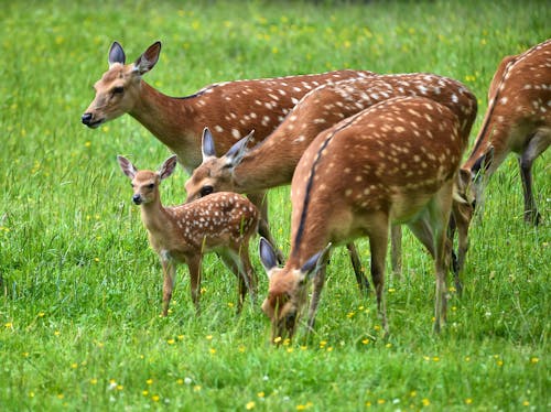 Damwild mit Nachwuchs &ndash; &copy; dieter76 - stock.adobe.com