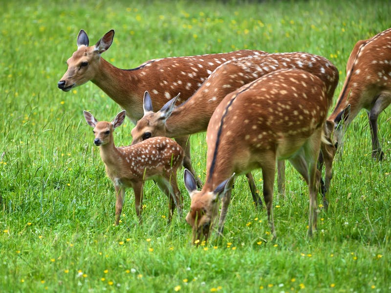 Damwild mit Nachwuchs - ©dieter76 - stock.adobe.com