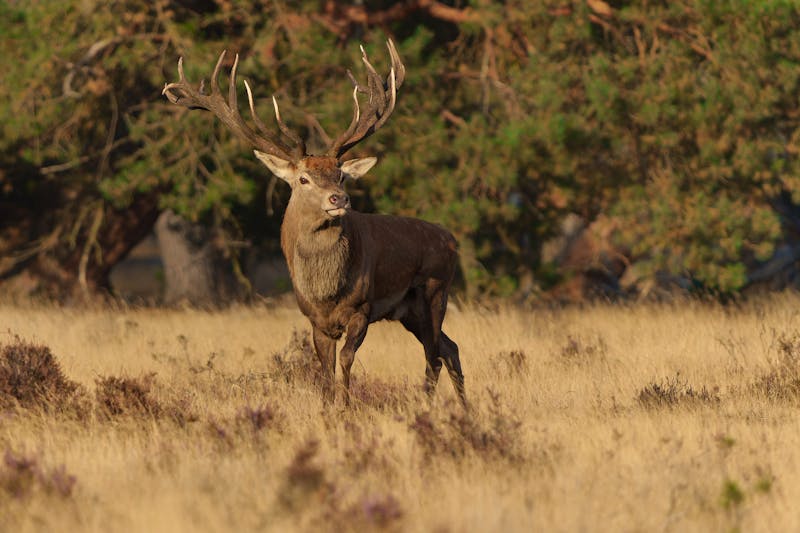 Rothirsch - ©henk bogaard - stock.adobe.com