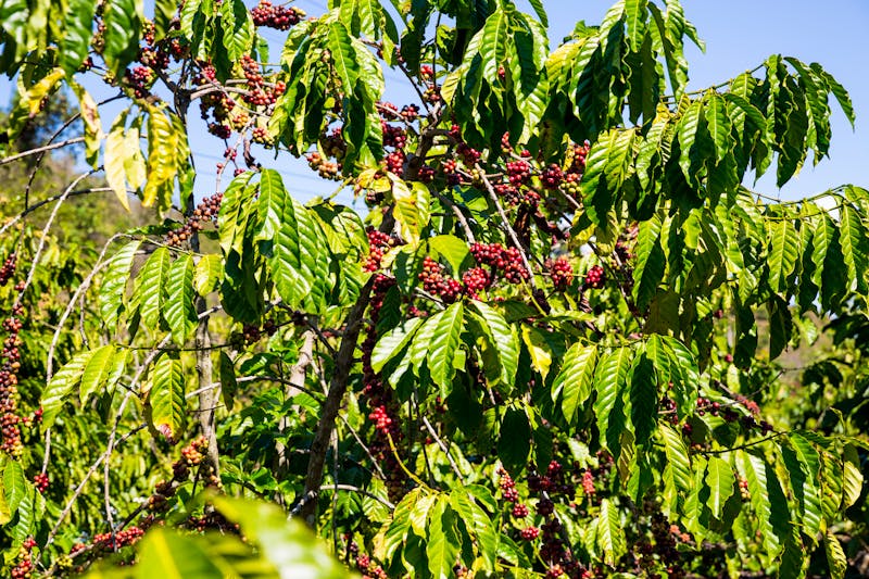 Kaffepflanzen - ©UrbanExplorer - stock.adobe.com