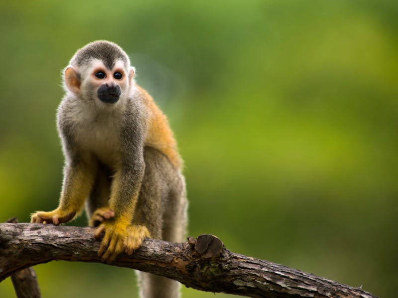 Affe in Costa Rica - ©buteo - stock.adobe.com