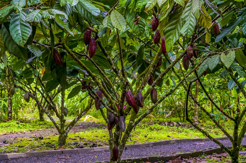 Kakaoplantage in Costa Rica - ©Nicola - stock.adobe.com