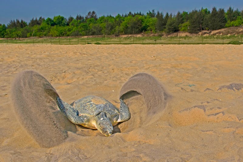 Schildkröte baut eine Eierablage - ©arghyaadhikary - stock.adobe.com